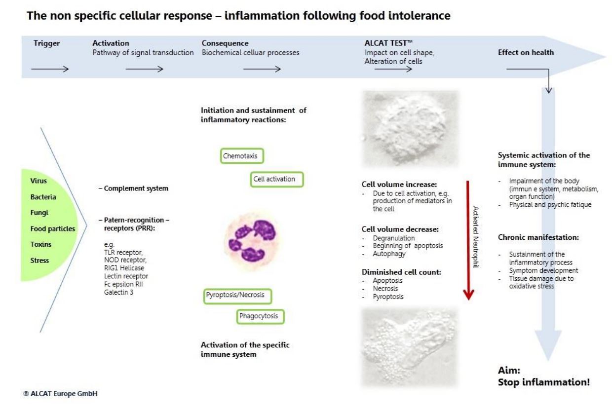 graphic of nonspecific cellular response also known as inflammation following food sensitivity